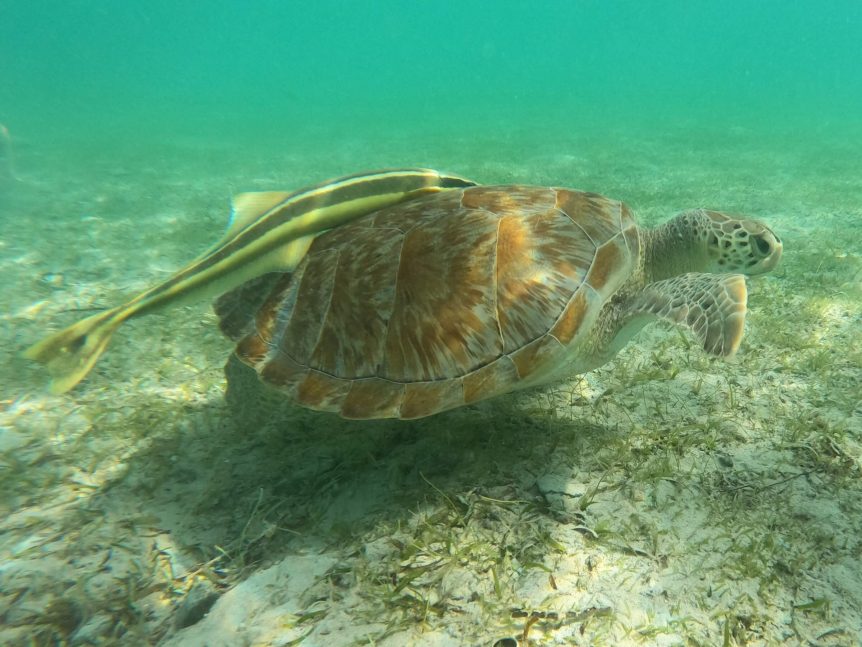 Sea Turtle