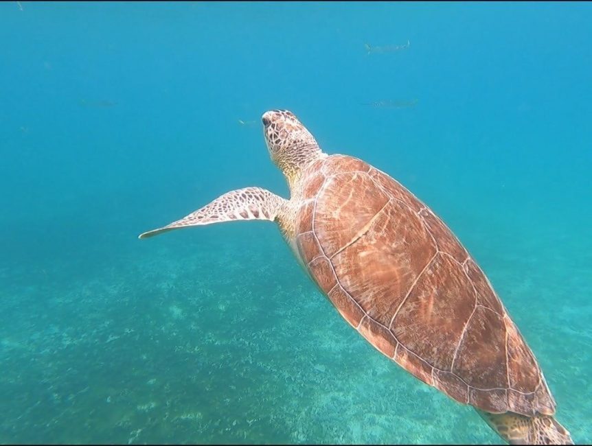 Sea Turtle